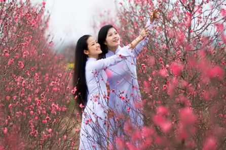 Hoa đào Tết 2016 là biểu tượng của sự may mắn và thịnh vượng. Hãy xem những hình ảnh đẹp này để cảm nhận một mùa Tết đầy ý nghĩa và hạnh phúc nhất.
