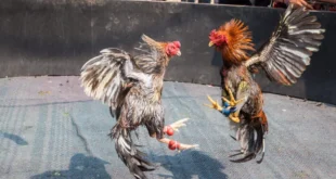 Gà Cựa Sắt SV388 - Hình Thức Chọi Gà Đỉnh Nhất 2023