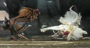 Sàn đá gà Bet88 - Trận chiến của các chiến kê hùng dũng