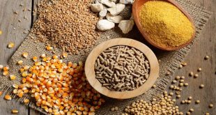 Chế độ dinh dưỡng cho gà chọi chuẩn nhất từ chuyên gia