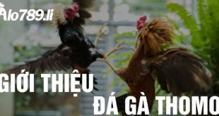 Đá Gà Thomo Là Gì? Vì Sao Bộ Môn Cá Cược Được Yêu Thích