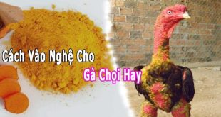 Hướng Dẫn Thực Hiện Cách Vào Nghệ Gà Chọi Chuẩn Nhất