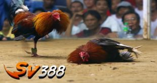Đá Gà Thomo Trực Tiếp Mới Nhất Hôm Nay Tại SV388