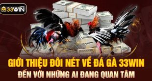 Bỏ Túi 4 Mẹo Chơi Đá Gà Philipines Đảm Bảo Không Thể Thua