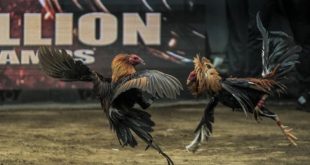 Đá Gà Alo789 - Sảnh Cược Đáp Ứng Nhu Cầu Giải Trí Đỉnh Cao