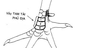 Vảy gà tam tài là gì? Tìm hiểu chi tiết cùng nhà cái Typhu88