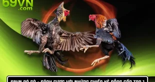 69VN Đá Gà - Sảnh Cược Với Những Chiến Kê Đẳng Cấp Top 1