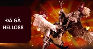 Đá Gà Hello88: Sân Chơi Giải Trí Kịch Tính Được Săn Đón