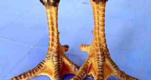 Mách bạn cách xem vảy gà chọi chuẩn nhất từ các chuyên gia