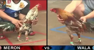 Đá Gà Thomo Hôm Nay Và Ưu Điểm Vượt Trội Tân Binh Cần Biết