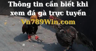 Cách Chọn Tướng Gà Đá: Bí Quyết Giúp Cược Thủ Chinh Phục Mọi Trận Đấu