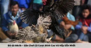 Đá Gà 88clb – Sân Chơi Cá Cược Đỉnh Cao Và Hấp Dẫn Nhất