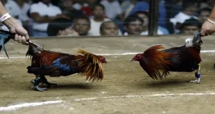 Đá Gà Thomo – Đấu Trường Quy Tụ Dàn Chiến Kê Dũng Mãnh