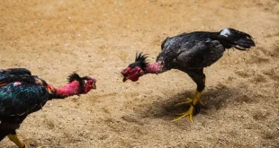 Khám Phá Đá Gà Hi88 - Lợi Ích, Kỹ Thuật và Truyền Thống