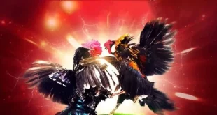 Đá Gà UK88 - Nơi Cung Cấp Dịch Vụ Đá Gà Hàng Đầu Hiện Nay