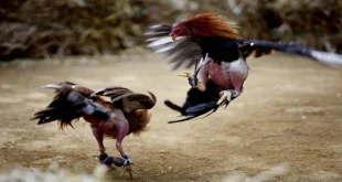 Khám Phá Thế Giới Đỉnh Cao Của i9bet đá gà Và Tâm Lý Người Chơi