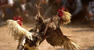 Đá gà giải trí - Thú Vui Truyền Thống Mang Đậm Bản Sắc Văn Hóa