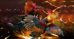 Đá Gà Nhatvip – Sân Chơi Hấp Dẫn Cho Các Tín Đồ Đam Mê Gà Chiến