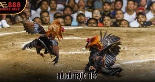 Đá Gà Trực Tiếp 2025 - Hình Thức Giải Trí Cá Cược Dẫn Đầu Xu Hướng