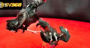 Chinh Phục Cá Cược Đá Gà Trực Tiếp C4 Với 3 Bí Kíp Chuẩn