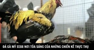 Đá Gà Mỹ EE88 Sân Chơi Cá Cược Hấp Dẫn Với Những Trận Đấu Kịch Tính
