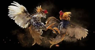 ĐÁ GÀ CỰA DAO FIVE88 – SÂN CHƠI ĐỈNH CAO CHO TÍN ĐỒ MÁU LỬA