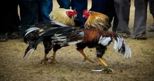 Đá gà cựa dao - Luật chơi và kinh nghiệm đặt cược hiệu quả tại 88AA