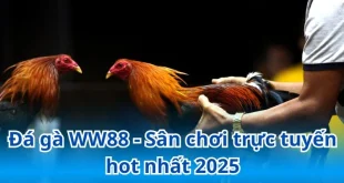 Đá Gà WW88: Sân Chơi Kịch Tính Cho Tín Đồ Cá Cược Chọi Kê