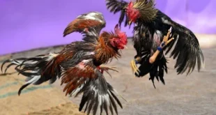 Khám phá Đá gà Thomo trực tuyến