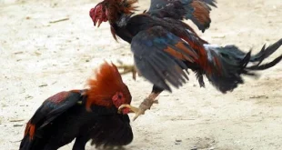 Giải Đấu Gà Chọi Truyền Thống: Nơi Hội Tụ Những Chiến Kê Hàng Đầu