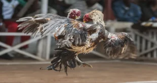 Hướng dẫn chơi đá gà cựa sắt HB88 từ a đến z cho người mới