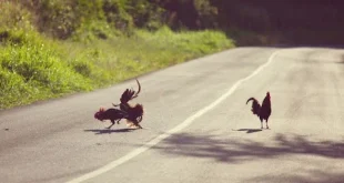 Đá gà trực tiếp mới nhất: hành trình sống động giữa chiến kê và công nghệ