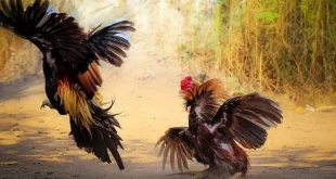 Đá Gà 9bet - Địa Chỉ Chơi Cá Độ Có Một Không Hai