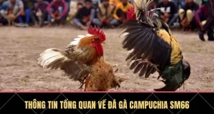 Đá Gà Campuchia SM66 - Sân Chơi Lý Tưởng Cho Người Đam Mê