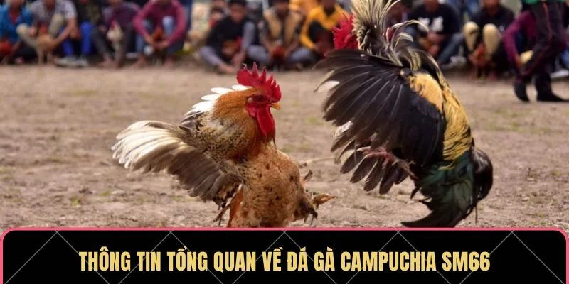 Đá Gà Campuchia SM66 - Sân Chơi Lý Tưởng Cho Người Đam Mê