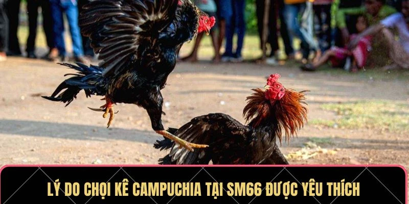 Đá Gà Campuchia SM66 - Sân Chơi Lý Tưởng Cho Người Đam Mê