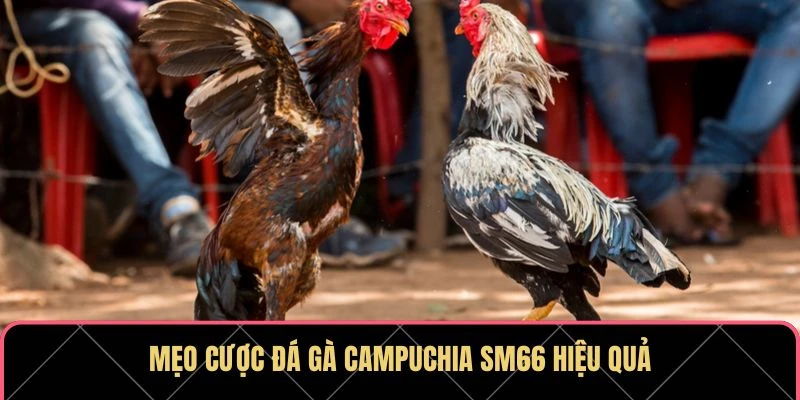 Đá Gà Campuchia SM66 - Sân Chơi Lý Tưởng Cho Người Đam Mê