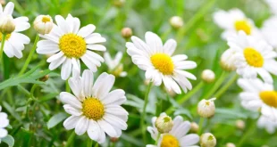 Nằm mơ thấy hoa – Giải mã ý nghĩa & con số may mắn