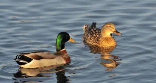 Nằm Mơ Thấy Vịt – Giải Mã Ý Nghĩa Và Con Số May Mắn