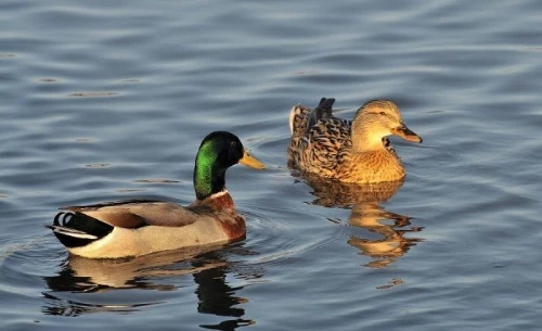 Nằm Mơ Thấy Vịt – Giải Mã Ý Nghĩa Và Con Số May Mắn