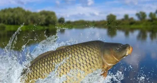 Nằm mơ thấy cá chép: ý nghĩa & con số may mắn