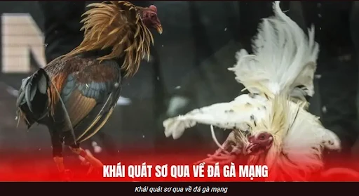 Bí kíp bắt nhịp trận đá gà GA6789 theo nhịp trống và thế chủ động