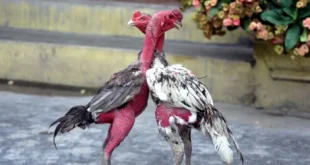 Các chiến binh lông vũ chuẩn bị cho trận so tài