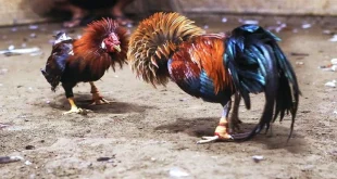 Đá Gà Cựa Sắt Win68 - Chơi Cực Căng Cho Anh Em Mê Tốc Độ