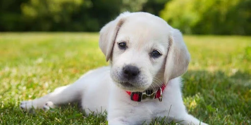 Nghệ Thuật Chụp Ảnh Động Vật Đầy Cảm Hứng Và Cuốn Hút