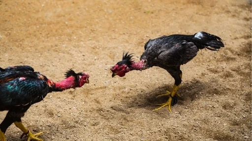 Kinh Nghiệm Soi Kèo Đá Gà Chọi – Cách Quan Sát, Phân Tích Và Đọc Trận Chuẩn