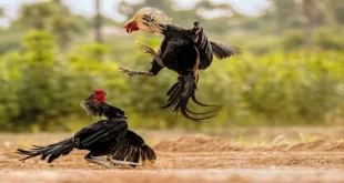 AE888 Chia Sẻ Cách Nuôi Gà Chọi Chiến Sung Mãnh