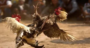 Đá Gà Trực Tiếp - Sức Hút Từ Những Trận Đấu Đỉnh Cao