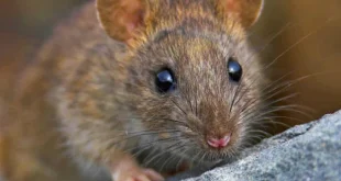 Nằm mơ thấy chuột? Giải mã + con số may mắn