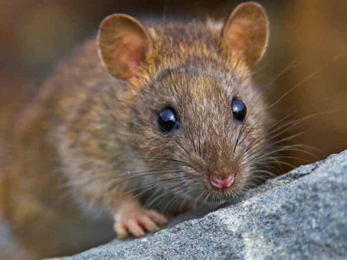 Nằm mơ thấy chuột? Giải mã + con số may mắn